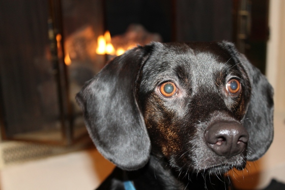 And here's my beautiful Luna sitting in front of the fireplace :-)